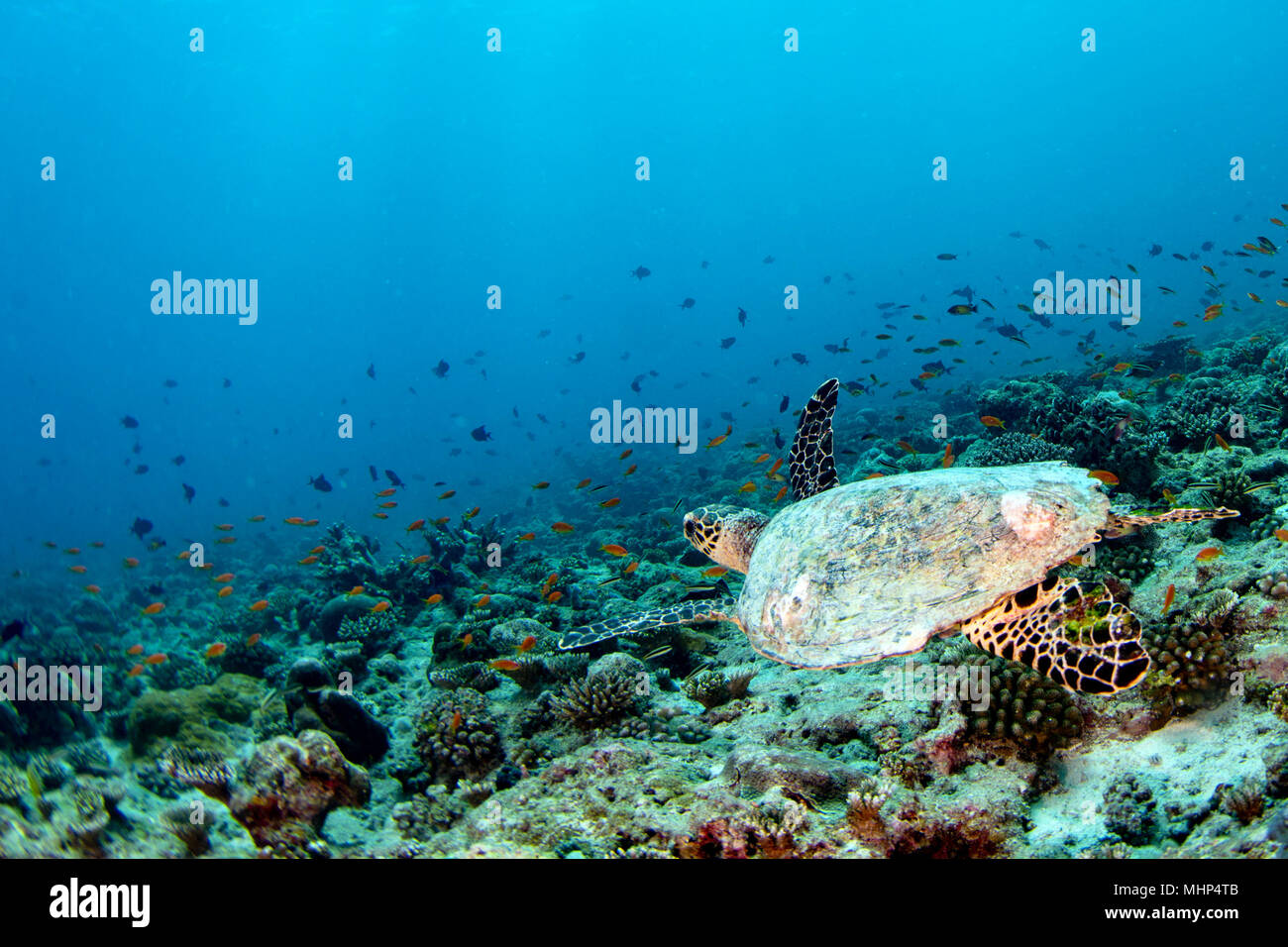 Grüne Schildkröte schwimmen auf den blauen Ozean Hintergrund Stockfoto