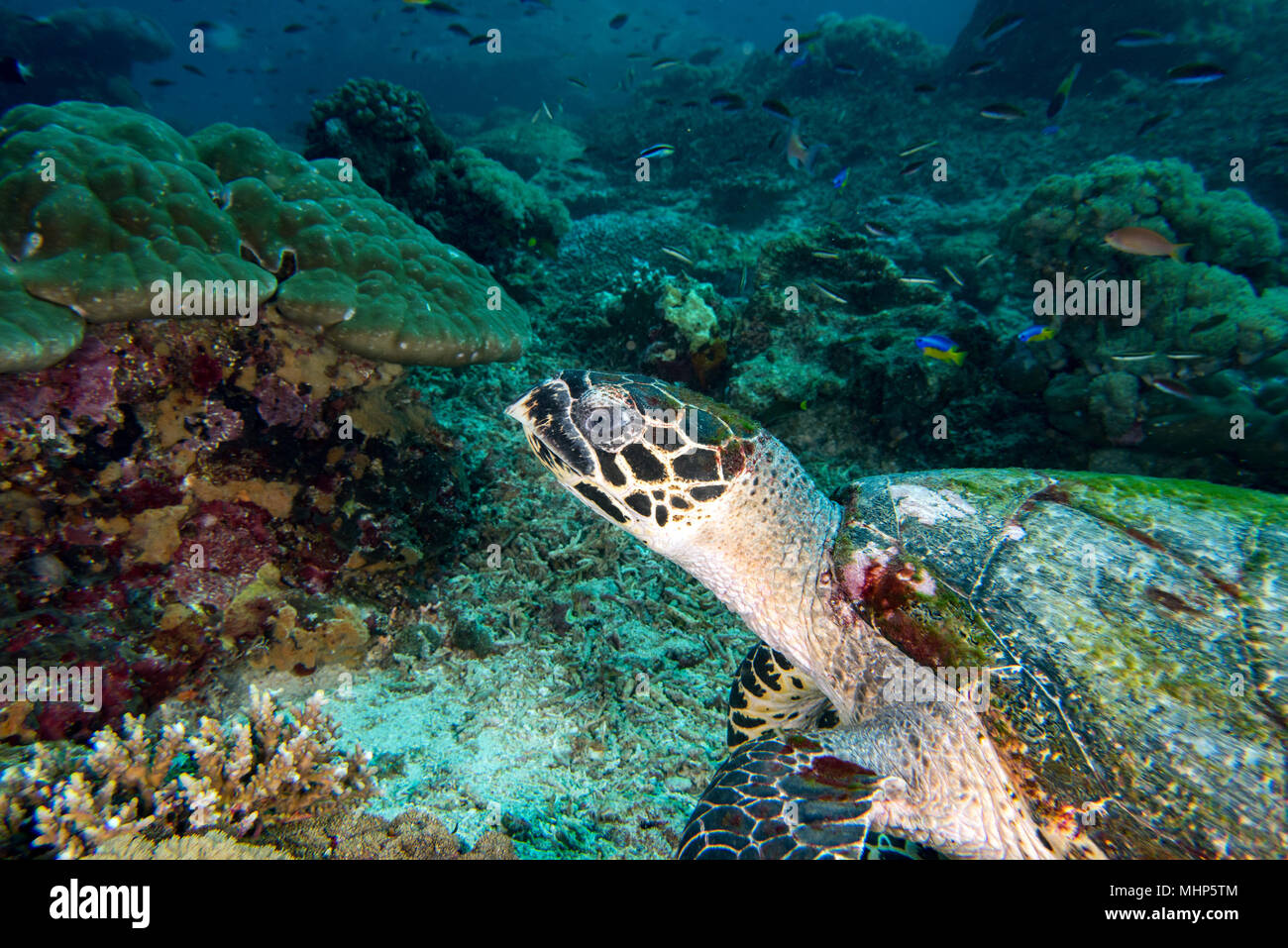 Grüne Schildkröte schwimmen auf den blauen Ozean Hintergrund Stockfoto