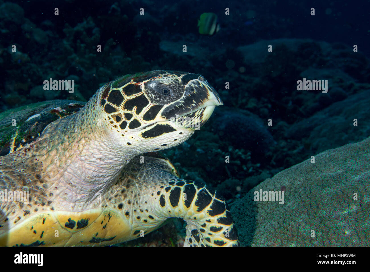 Grüne Schildkröte schwimmen auf den blauen Ozean Hintergrund Stockfoto