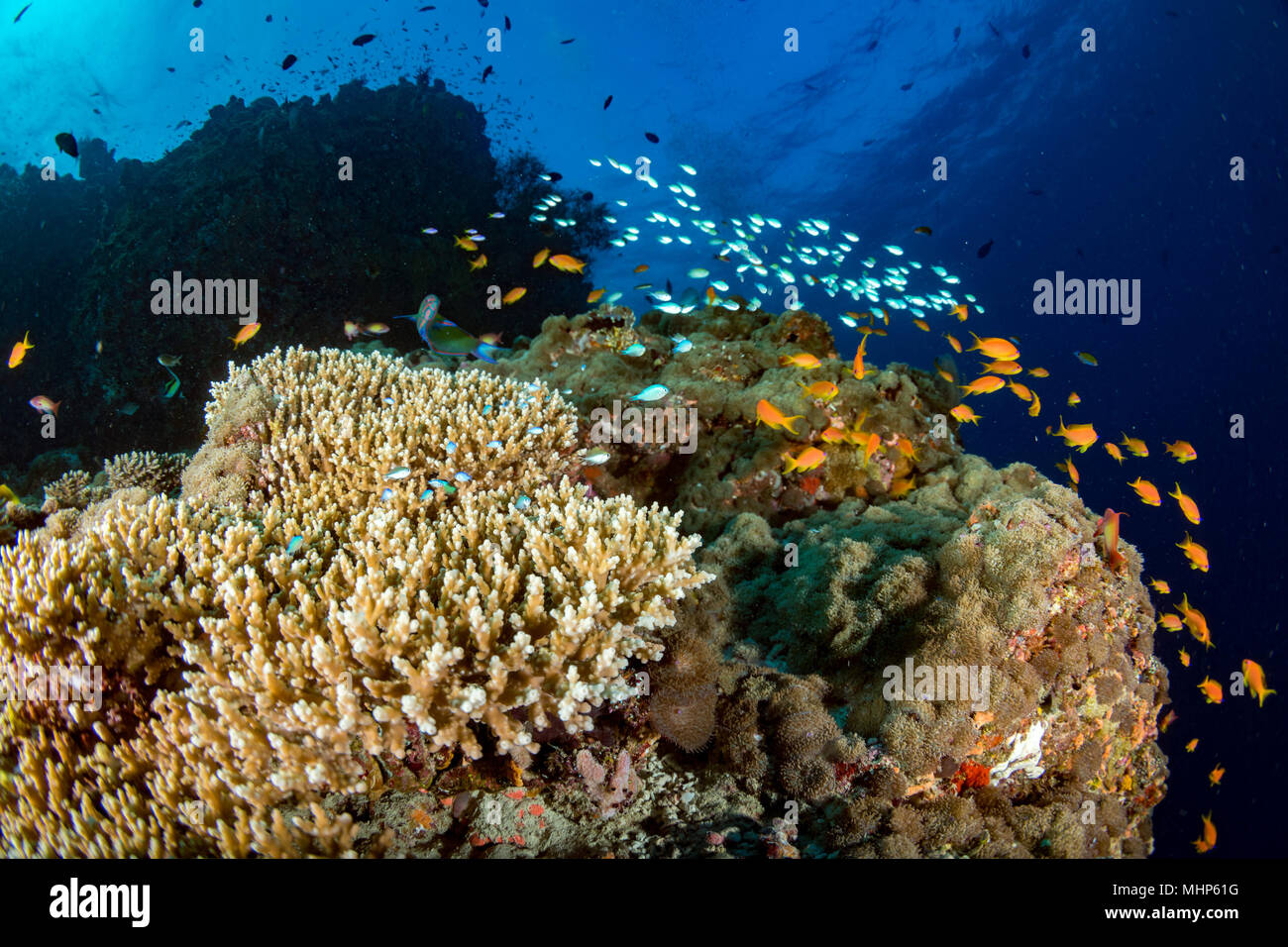 Malediven Korallen Haus für Fische Unterwasser Landschaft Stockfoto