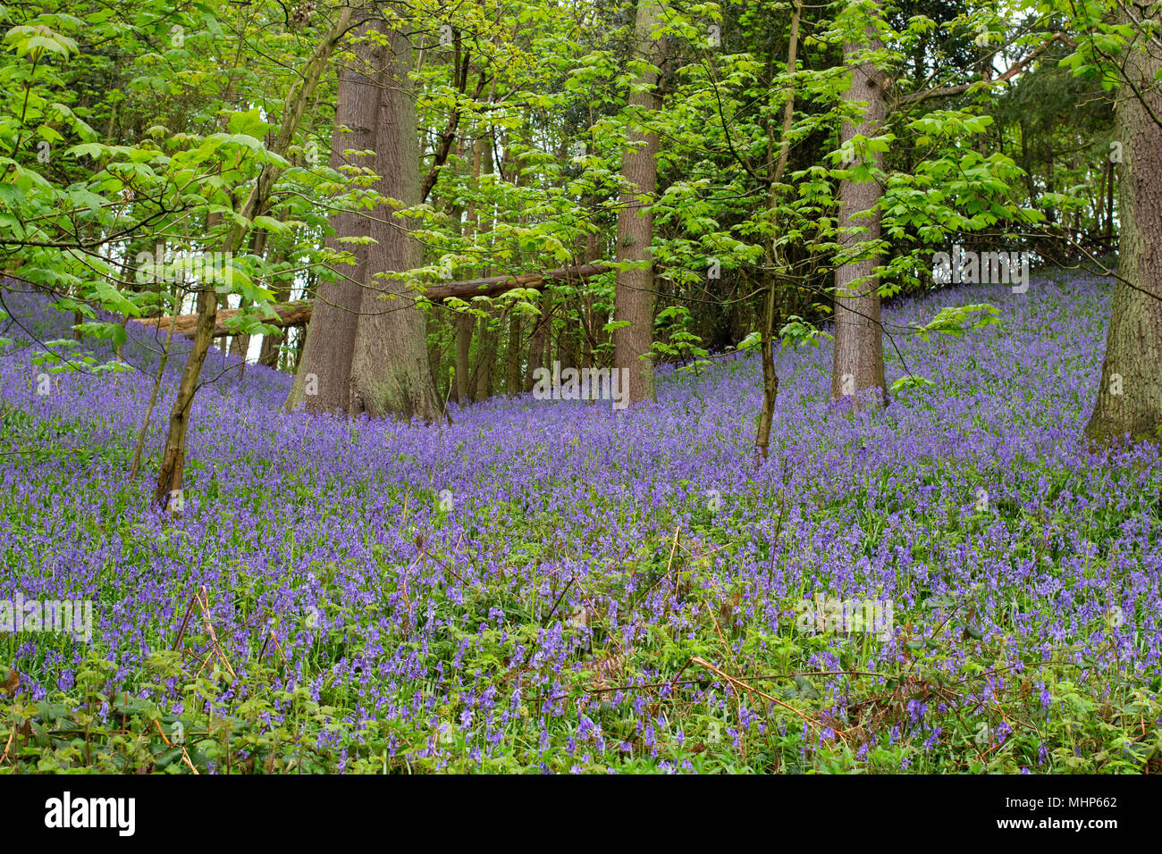 Englisch bluebells in Wäldern in der Nähe von Atherstone, North Warwickshire Stockfoto