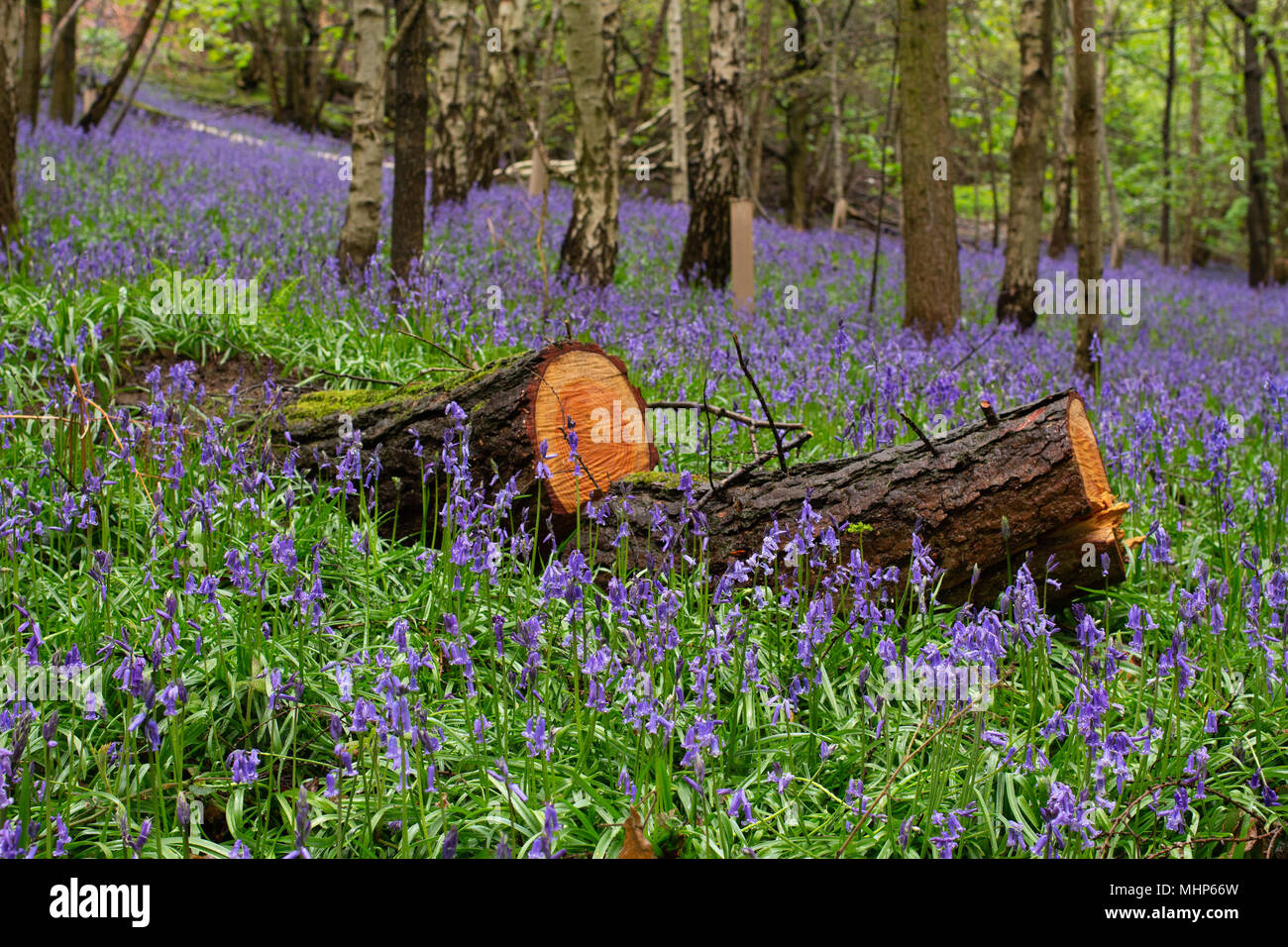 Englisch bluebells in Wäldern in der Nähe von Atherstone, North Warwickshire Stockfoto