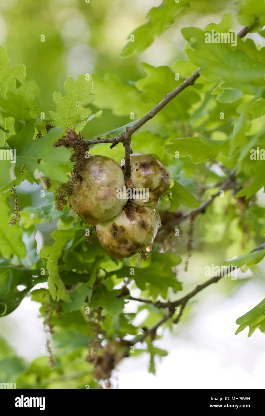 Quercus robur. Eiche apple Gall. Stockfoto