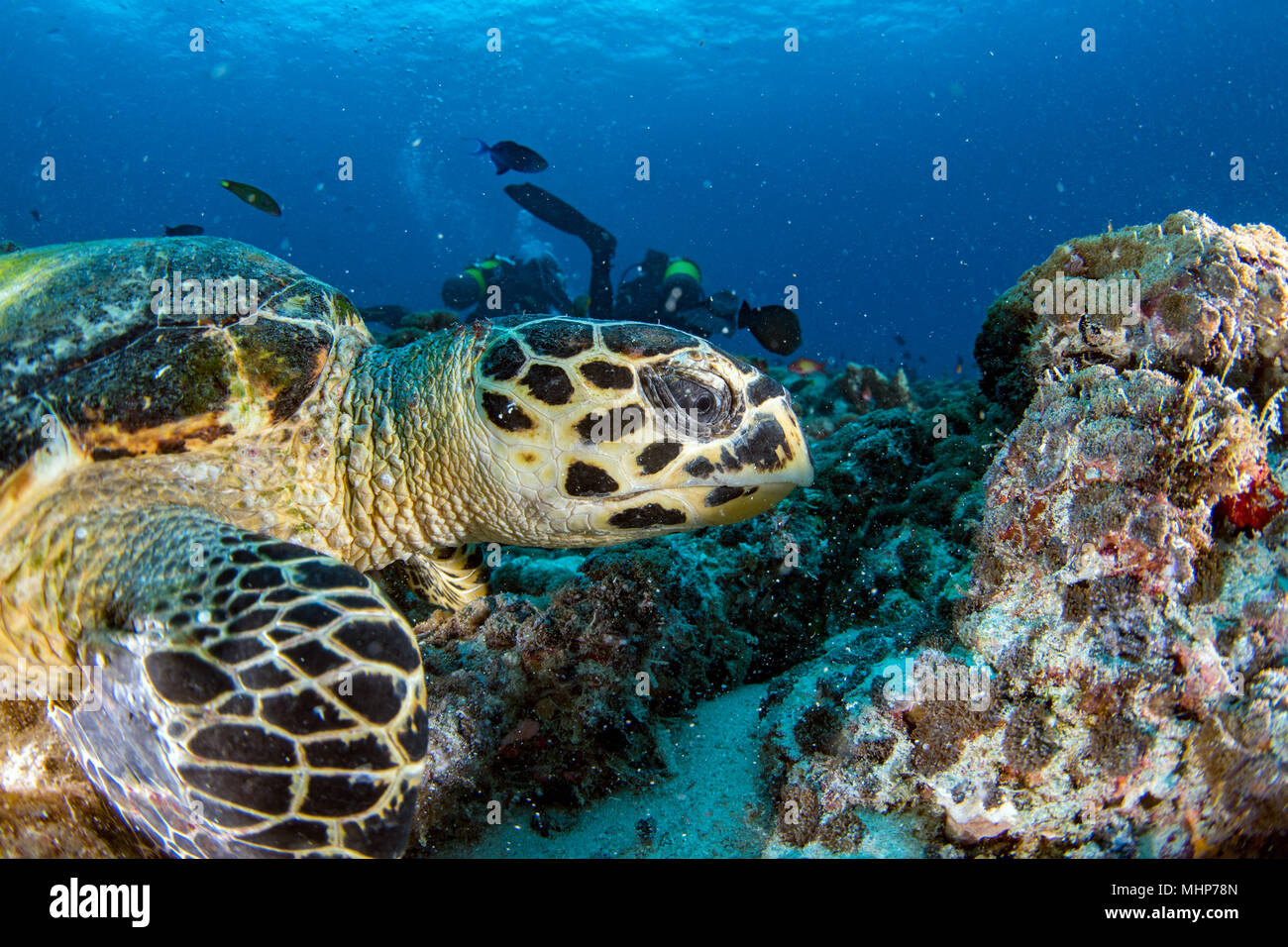 Eine Meeresschildkröte portrait schließen, während Sie auf der Suche und Schwimmen in den tiefblauen Ozean Stockfoto