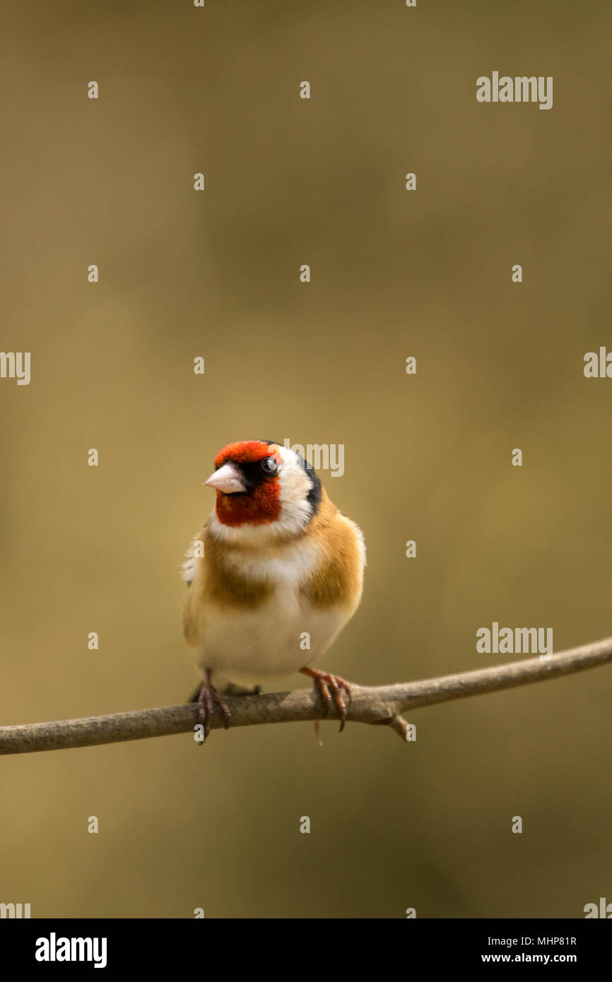 Goldfinch bei RSPB Vogel Ausblenden auf Lake Vyrnwy Wales UK Stockfoto