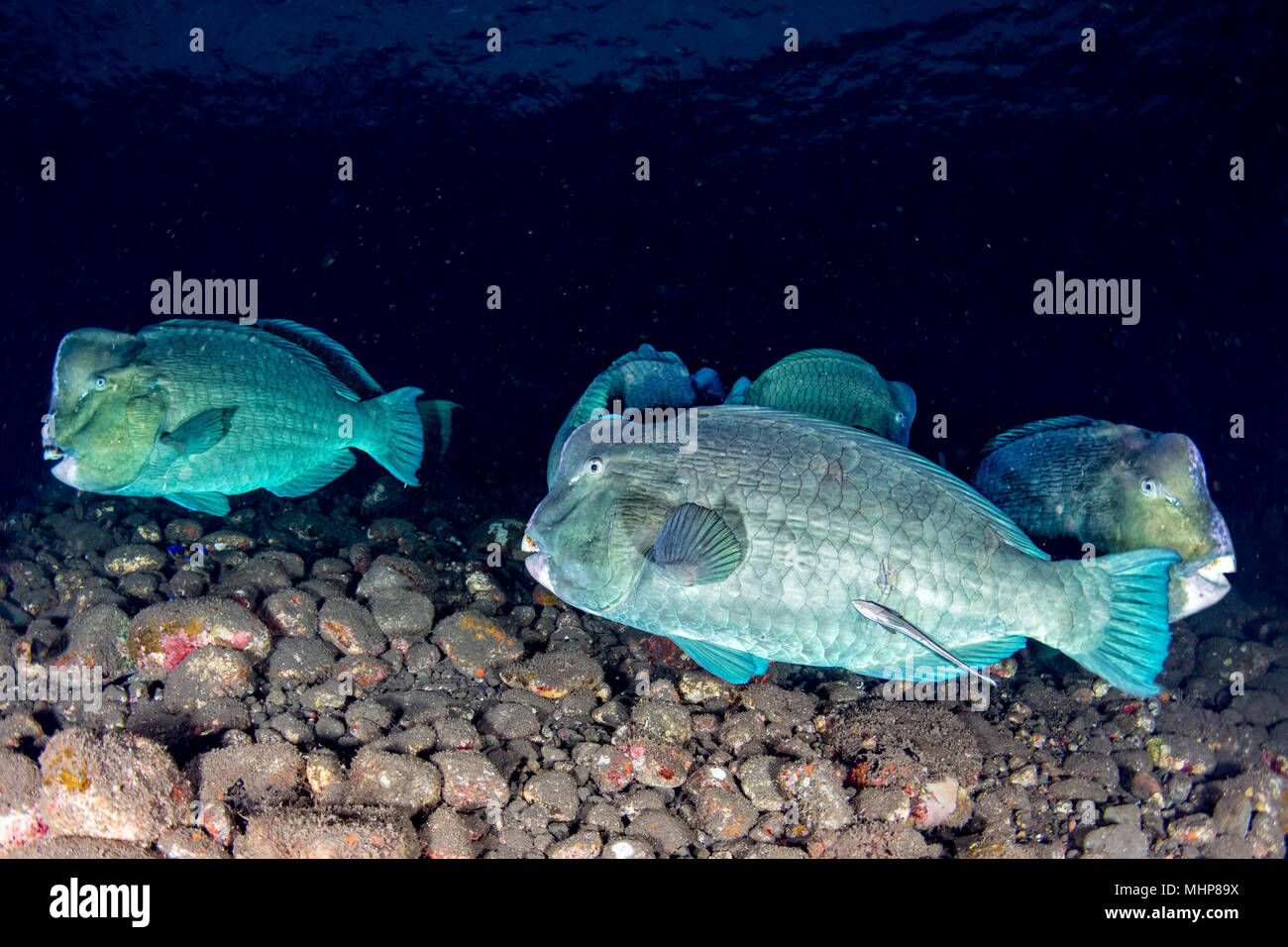 Bump Kopf papageienfische Nahaufnahme portrait Unterwasser detail beim Tauchen Indonesien Stockfoto