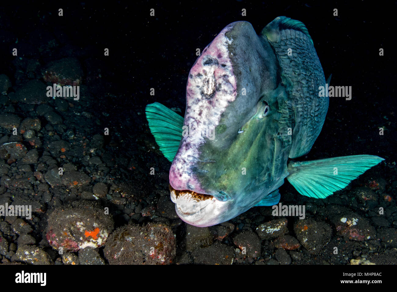 Bump Kopf papageienfische Nahaufnahme portrait Unterwasser detail beim Tauchen Indonesien Stockfoto