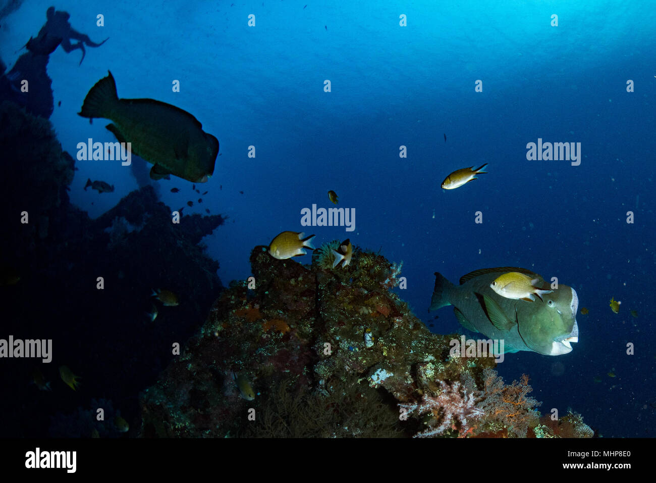 Bump Kopf papageienfische Nahaufnahme portrait Unterwasser detail beim Tauchen Indonesien Stockfoto