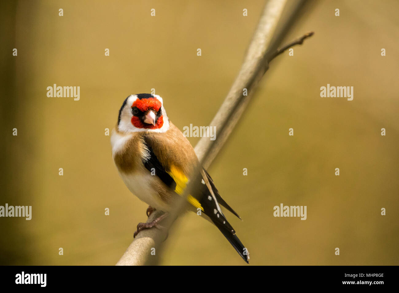 Goldfinch bei RSPB Vogel Ausblenden auf Lake Vyrnwy Wales UK Stockfoto