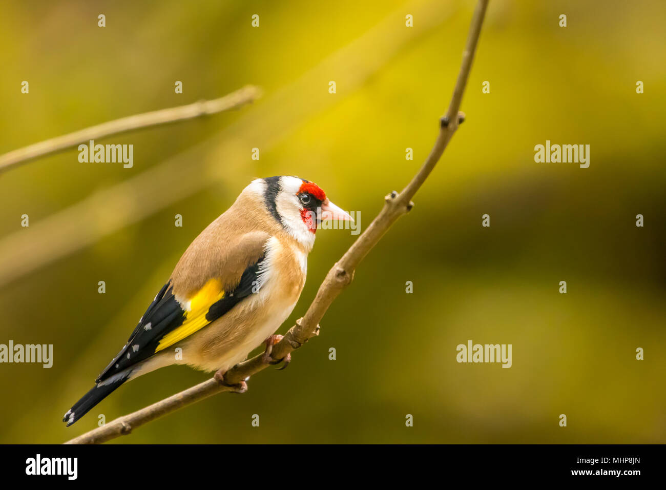 Goldfinch bei RSPB Vogel Ausblenden auf Lake Vyrnwy Wales UK Stockfoto