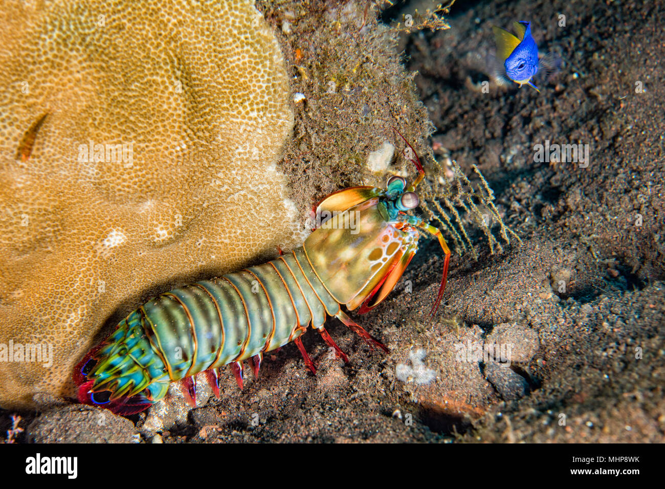 Mantis Lobster Eier in seinem Nest verteidigen. Stockfoto