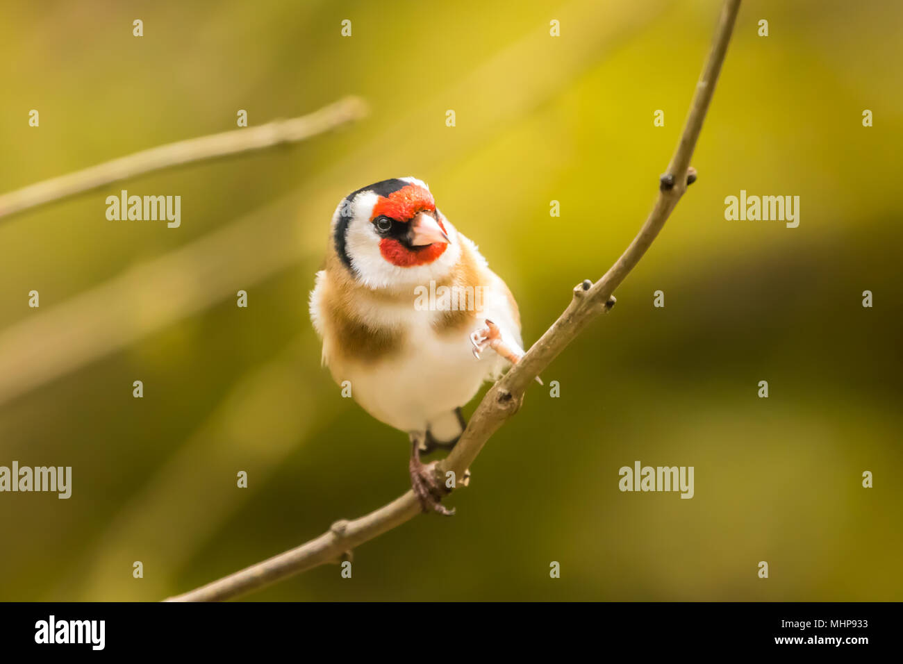 Goldfinch bei RSPB Vogel Ausblenden auf Lake Vyrnwy Wales UK Stockfoto