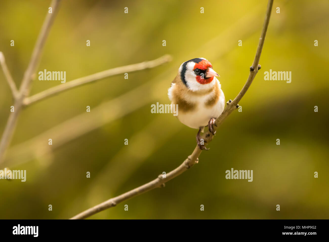 Goldfinch bei RSPB Vogel Ausblenden auf Lake Vyrnwy Wales UK Stockfoto
