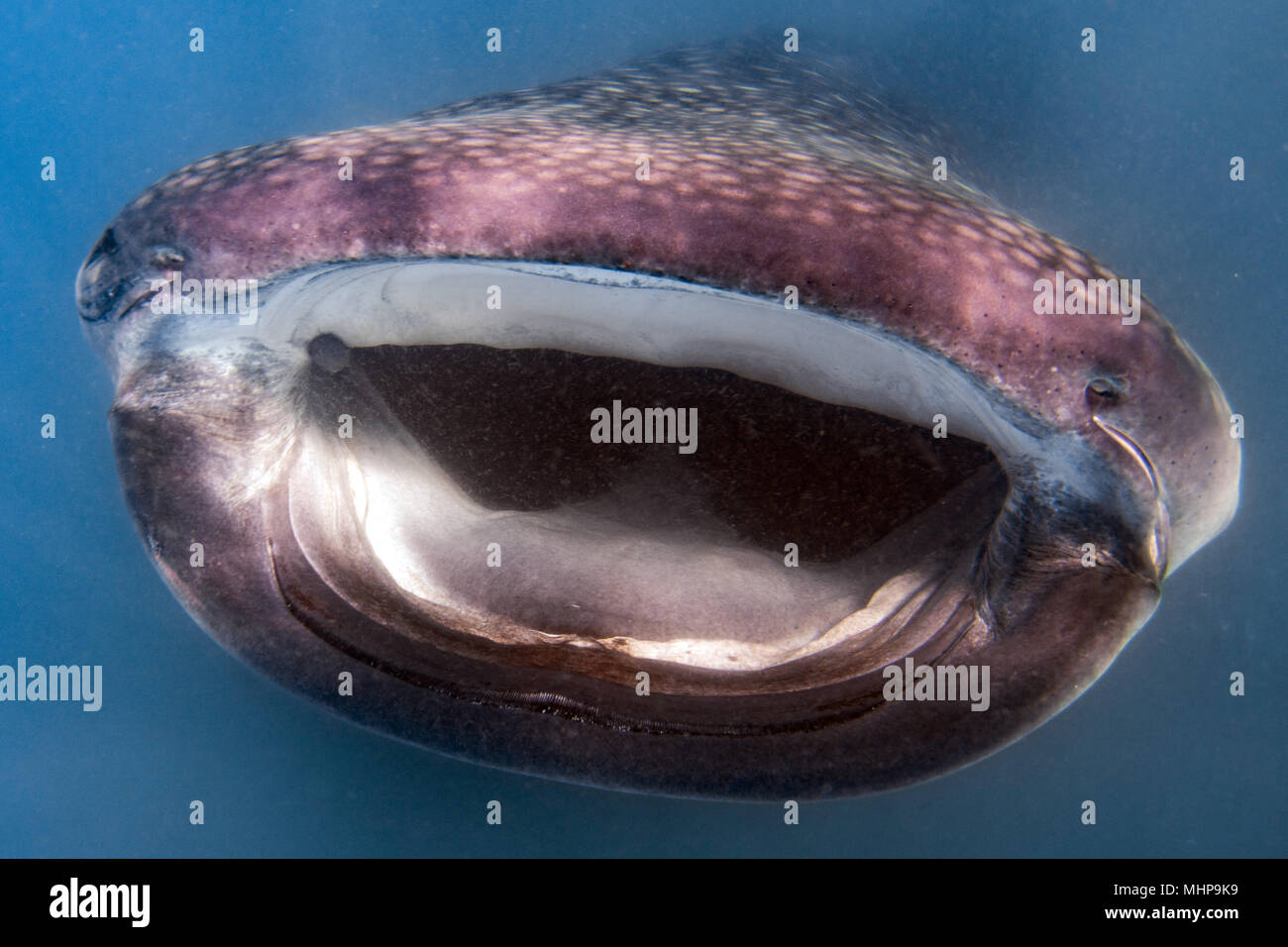 Walhai Unterwasser mit großen offenen Mund Kiefer während zu dir. Stockfoto