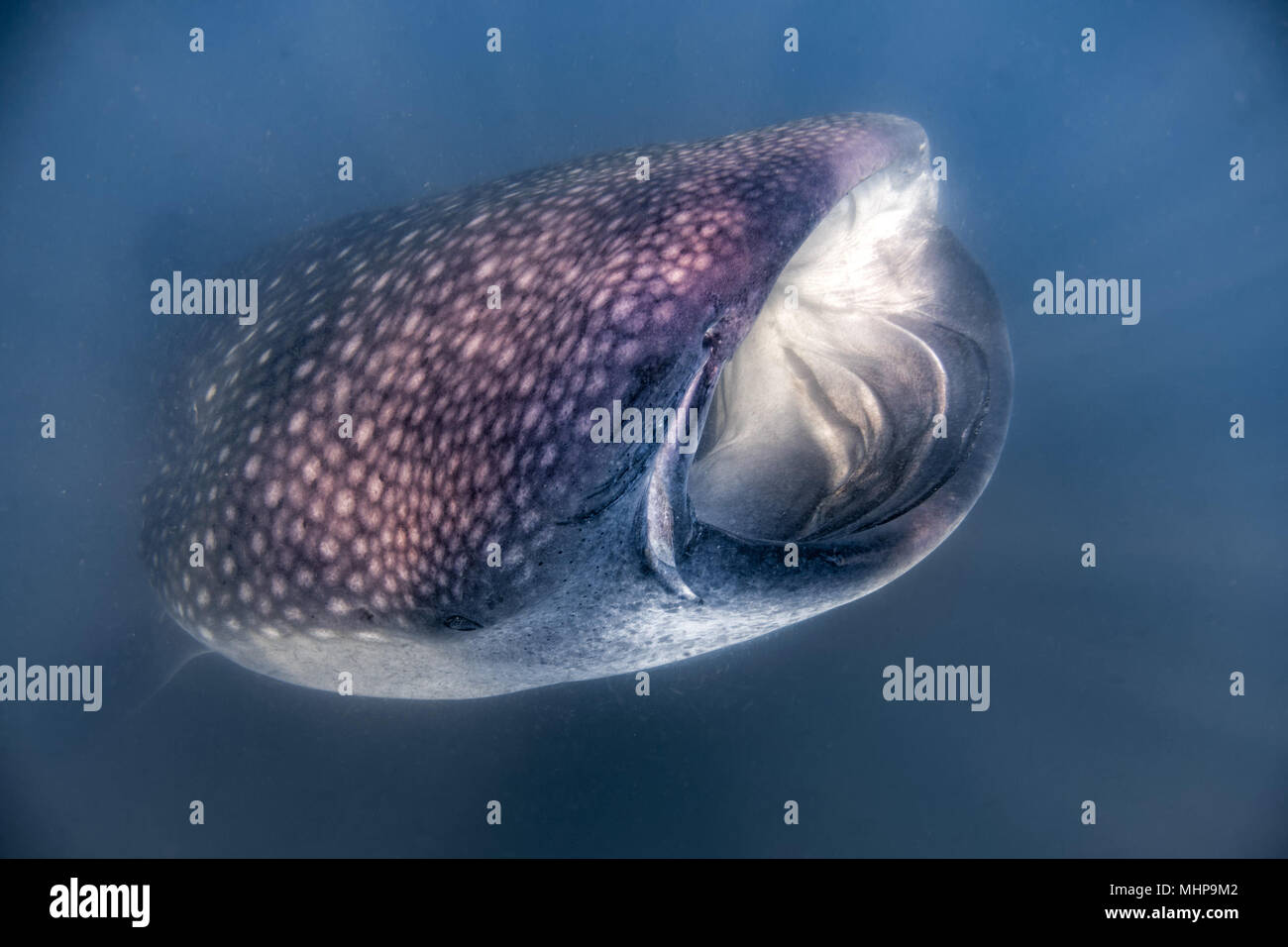 Walhai Unterwasser mit großen offenen Mund Kiefer während zu dir. Stockfoto