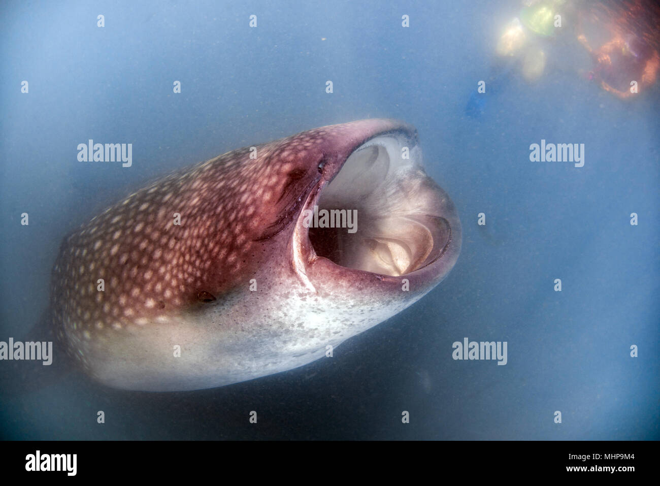 Walhai Unterwasser mit großen offenen Mund Kiefer während zu dir. Stockfoto