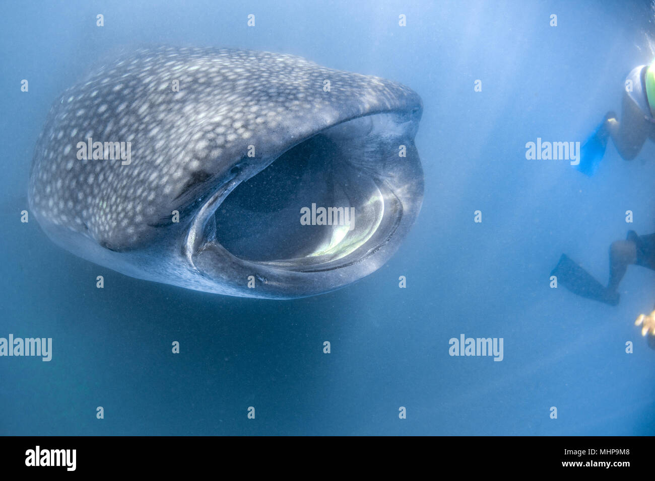 Walhai Unterwasser mit großen offenen Mund Kiefer während zu dir. Stockfoto