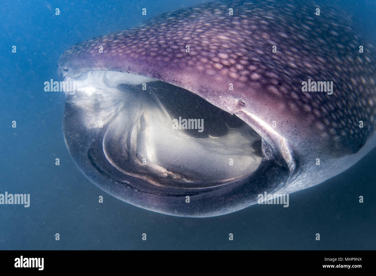 Walhai Unterwasser mit großen offenen Mund Kiefer während zu dir. Stockfoto