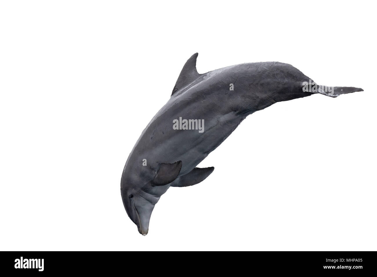 Gemeinsame Delphin springend auf weißem Hintergrund Stockfoto