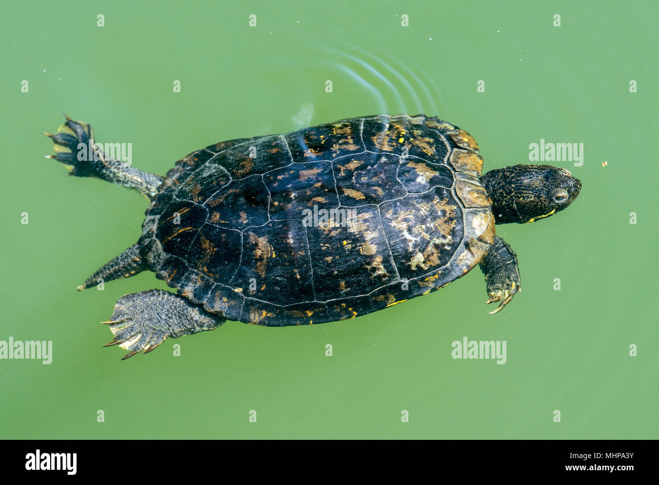 Central Park New York Schildkröte beim Schwimmen im See Stockfoto