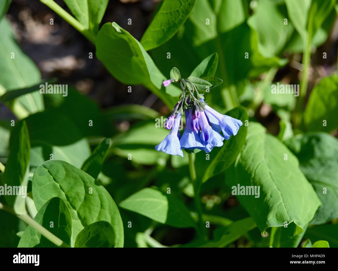 Details für Virginia Bluebell Blumen und grüne Blätter in einem Feuchtgebiet. Stockfoto