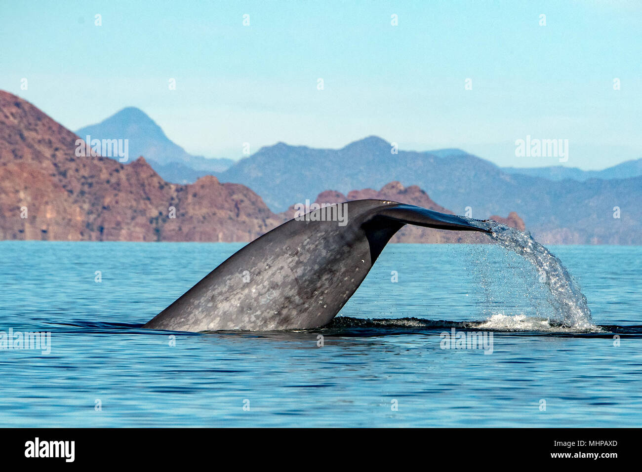 Blauwal Das Grosste Tier Der Welt 24 Meter Lang Stockfotografie Alamy