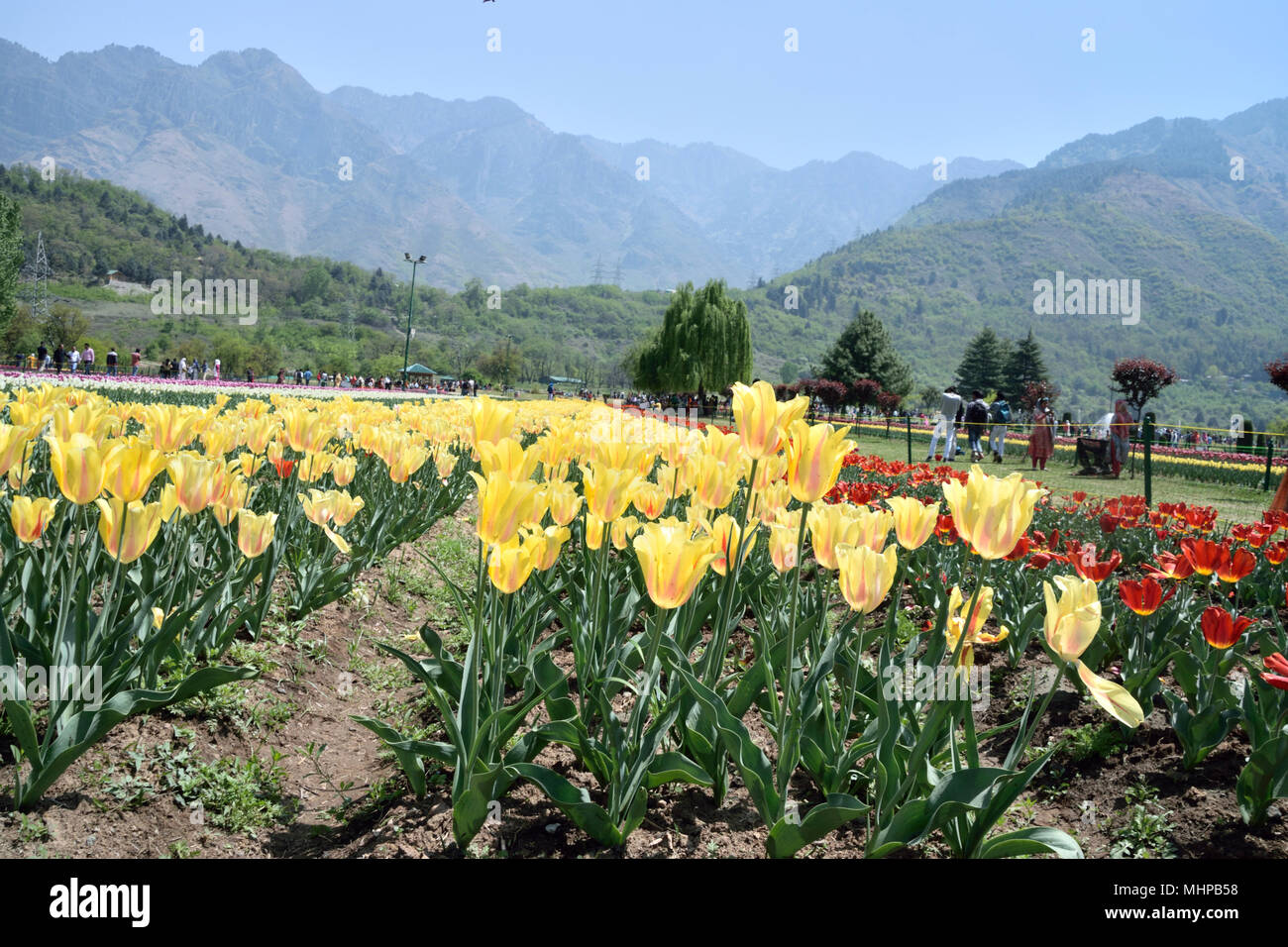 Vale of Kashmir, das Tal wird im Südwesten von der PIR Panjal Range und im Nordosten vom Himalaya begrenzt Stockfoto