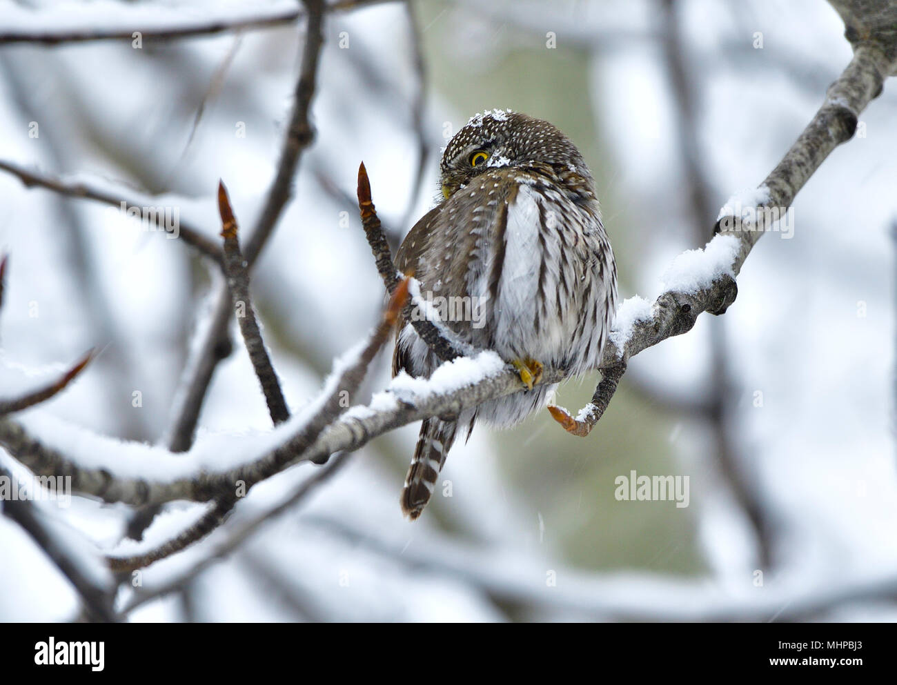 Eine kleine Nördliche Sperlingskauz (Glaucidium gnoma) auf eine Zweigniederlassung einer Pappel während eines Frühling Schnee Sturm in ländlichen Alberta Kanada über seine Suche gehockt Stockfoto