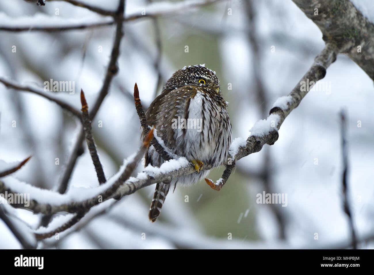 Eine kleine Nördliche Sperlingskauz (Glaucidium gnoma) auf eine Zweigniederlassung einer Pappel während eines Frühling Schnee Sturm in ländlichen Alberta Kanada gehockt Stockfoto