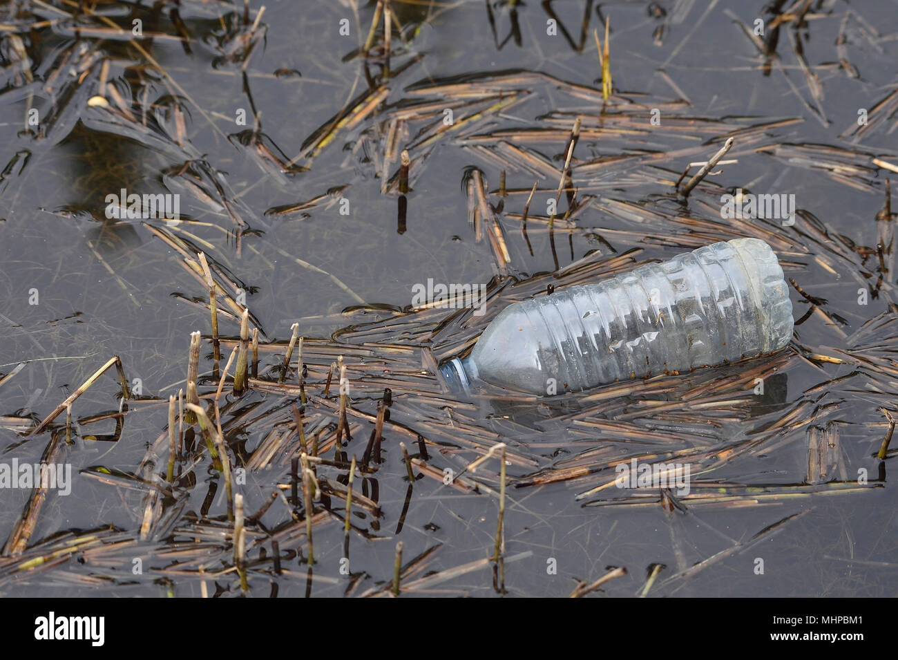 Eine weggeworfene Kunststoff Trinkflasche auf der Wasseroberfläche eines Teiches. Stockfoto