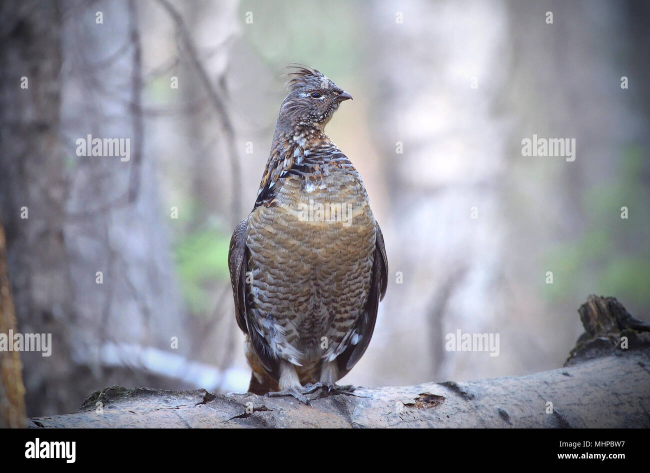 Eine Vari Grouse (Bonasa umbellus); auf einen gefallenen Log in den dunklen Wald von Alberta Kanada gehockt Stockfoto