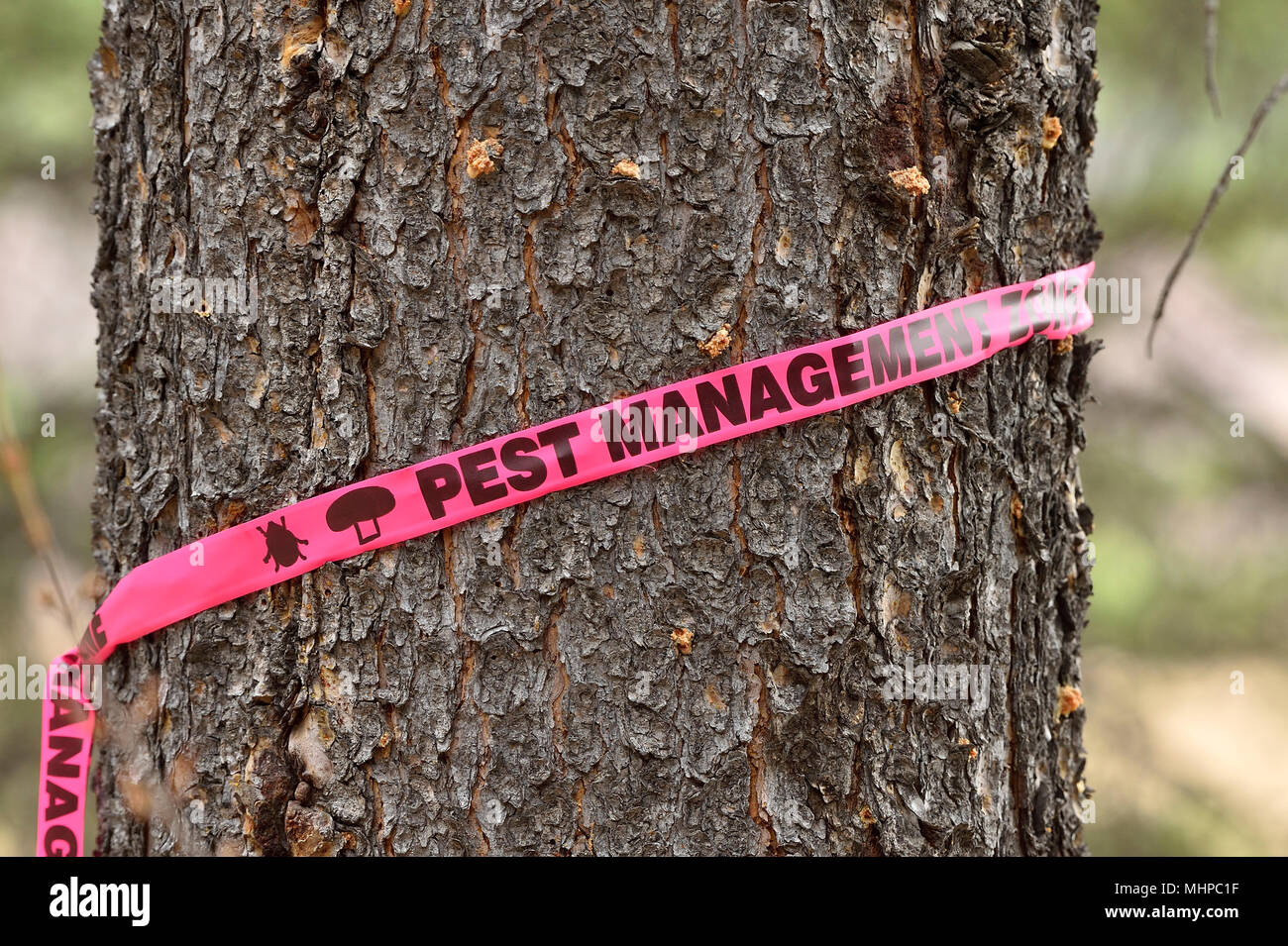 Eine große Kiefer, die durch die Verseuchung von Pine Käfer in ländlichen Alberta Kanada getötet wurde. Stockfoto