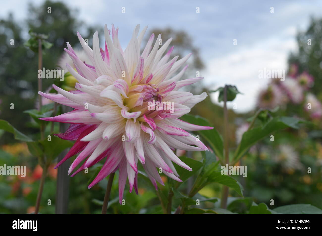 Flower-Power Stockfoto