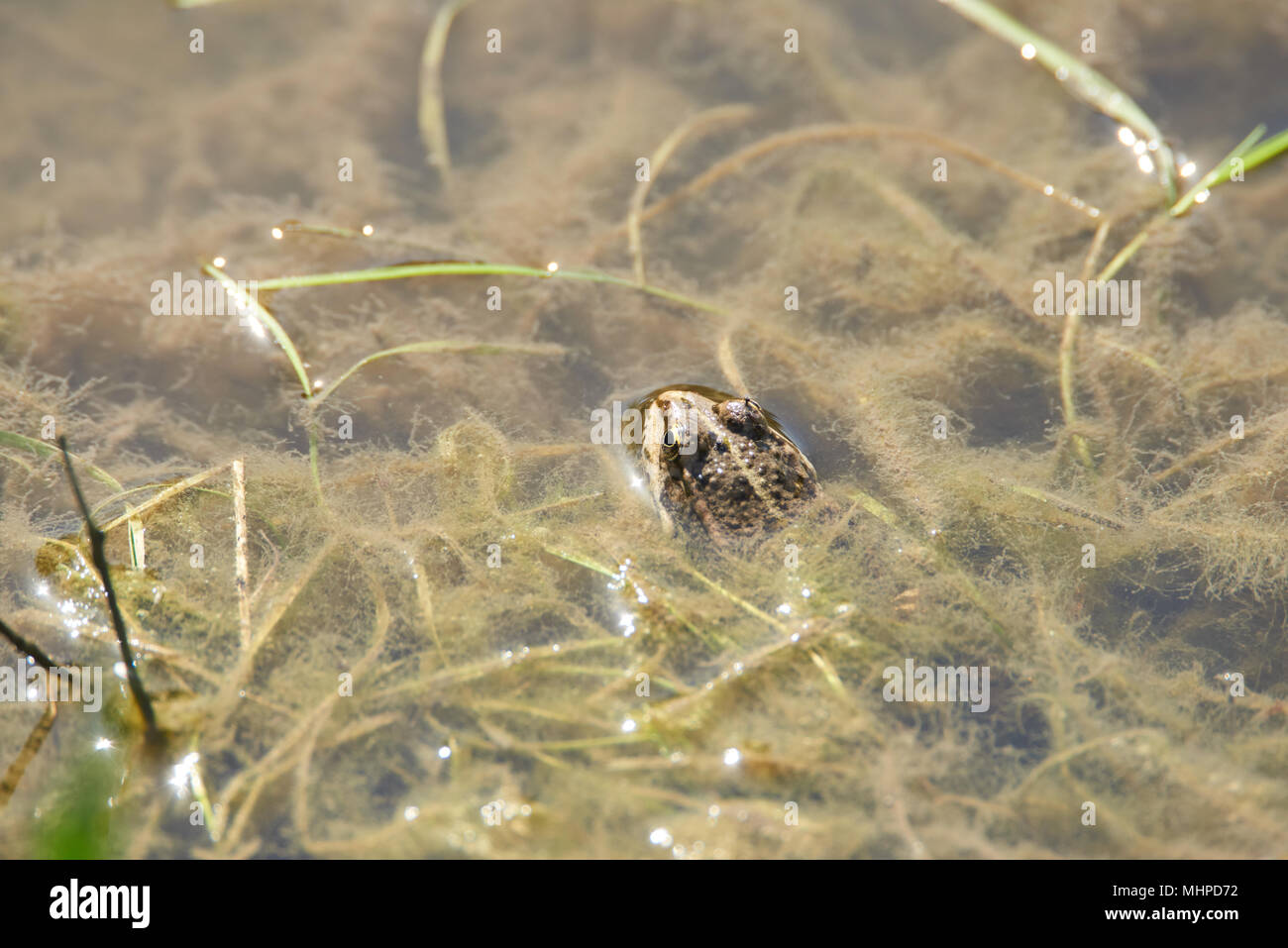 Hebamme Kröte in den Teich Stockfoto