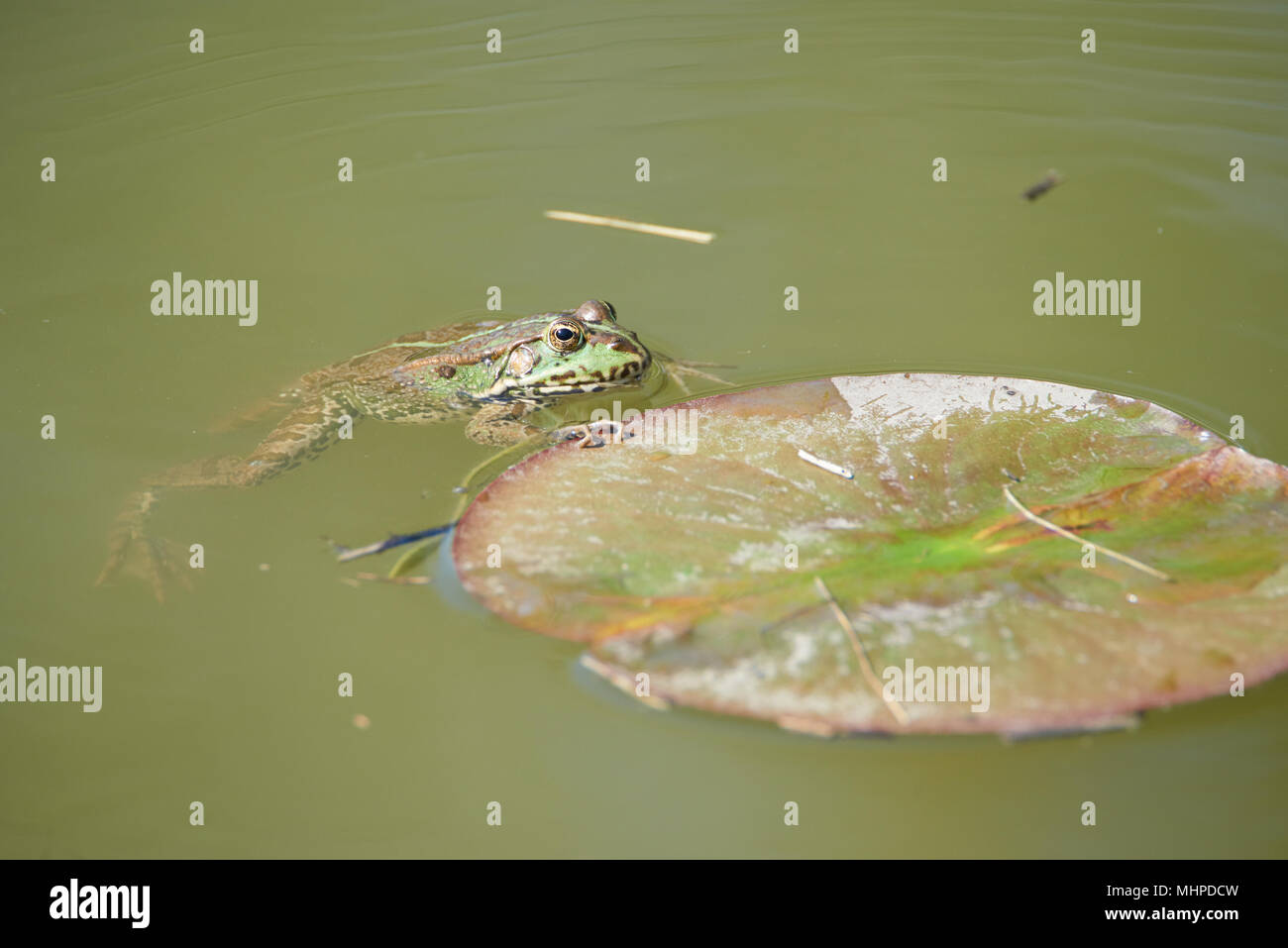 Hebamme Kröte in den Teich Stockfoto