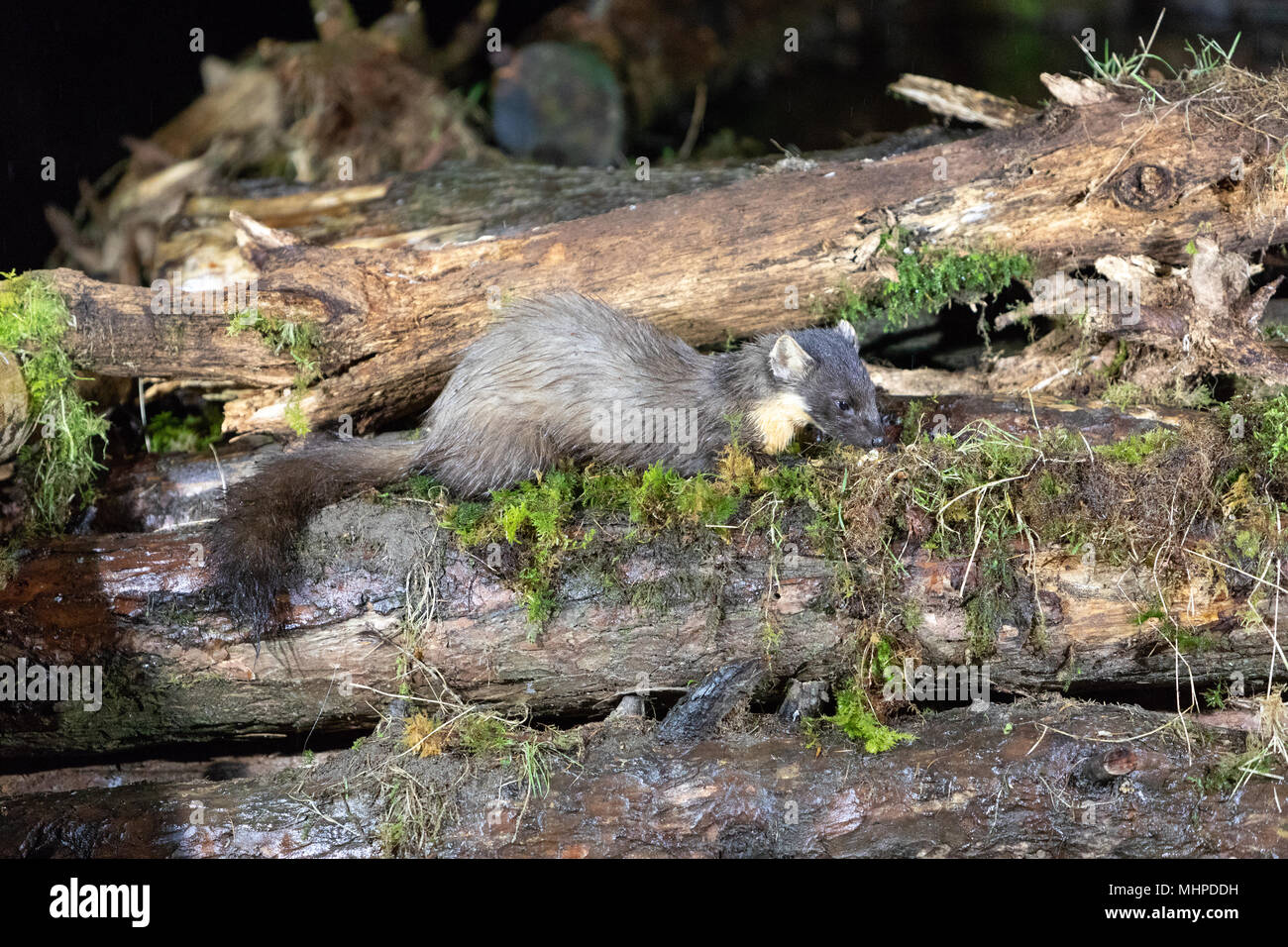 Baummarder (Martes martes) auf der Suche nach Nahrung auf Protokolle in Schottland, Großbritannien Stockfoto