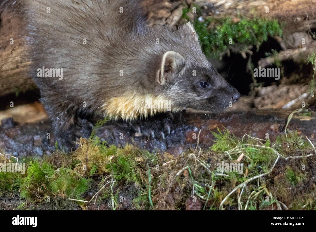 Baummarder (Martes martes) auf der Suche nach Nahrung auf Protokolle in Schottland, Großbritannien Stockfoto