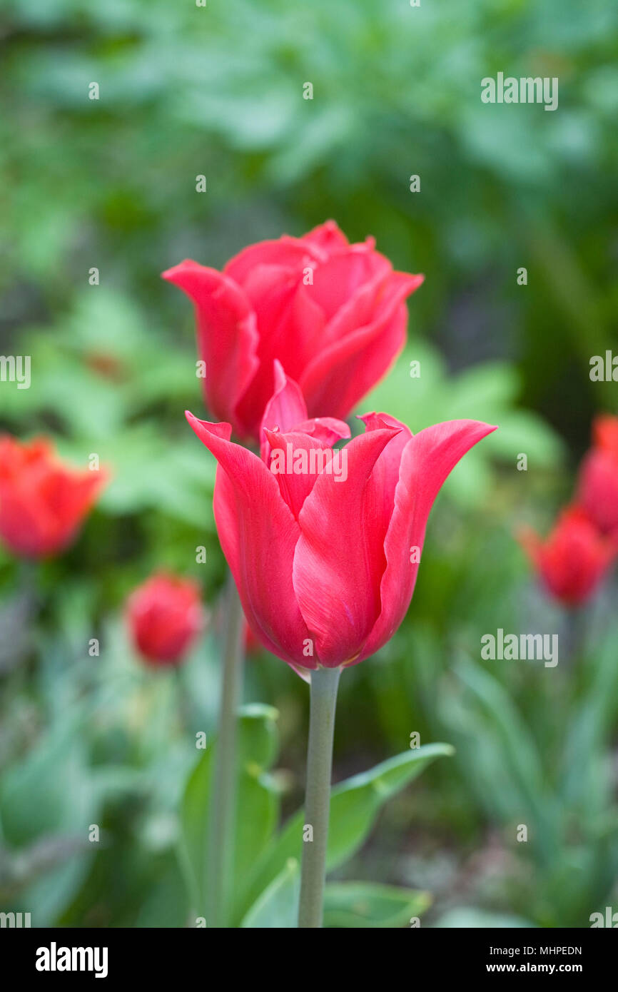 Tulipa 'Pretty Woman' Blumen. Stockfoto