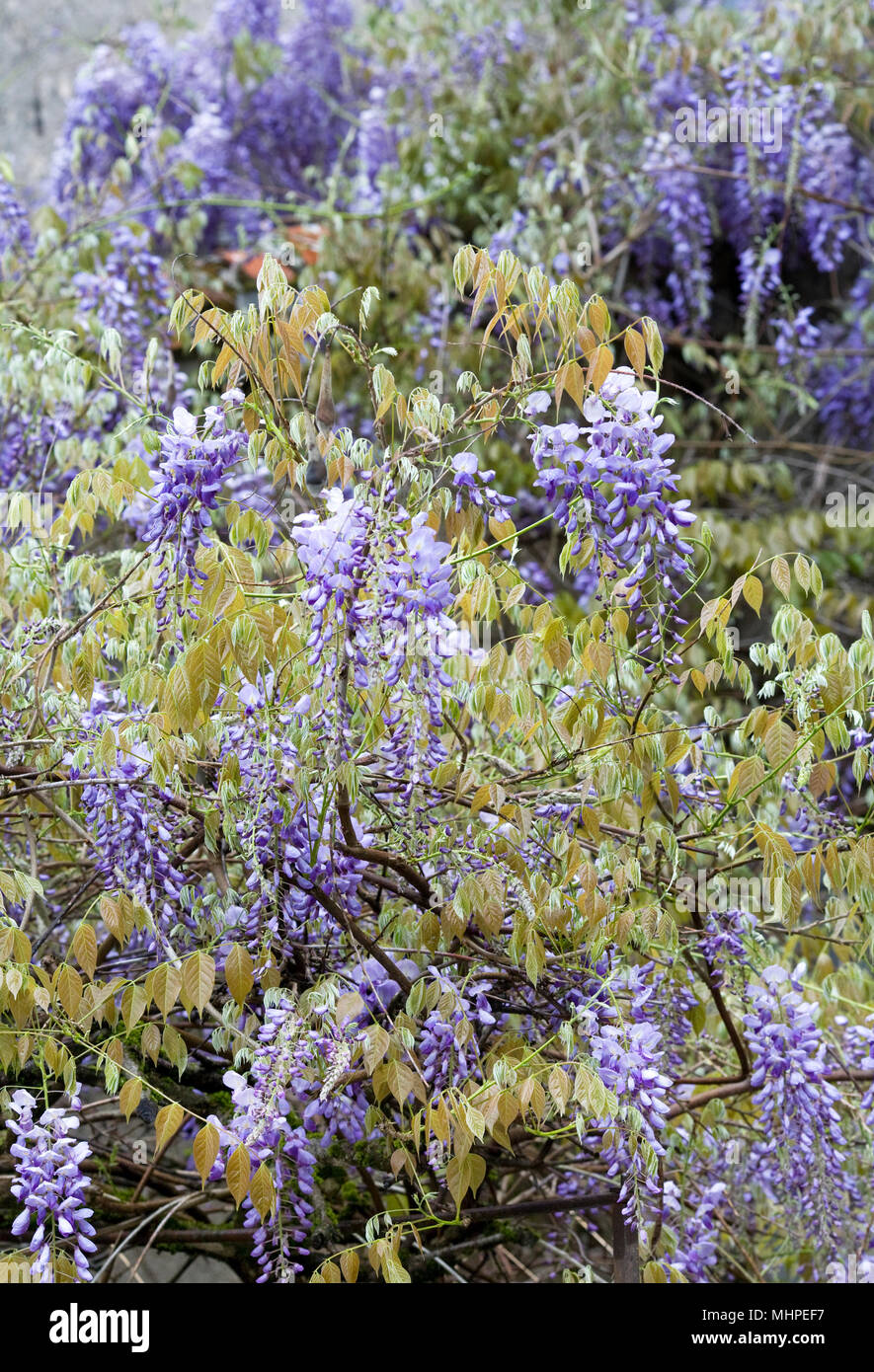 Wisteria Sinensis Blumen. Stockfoto