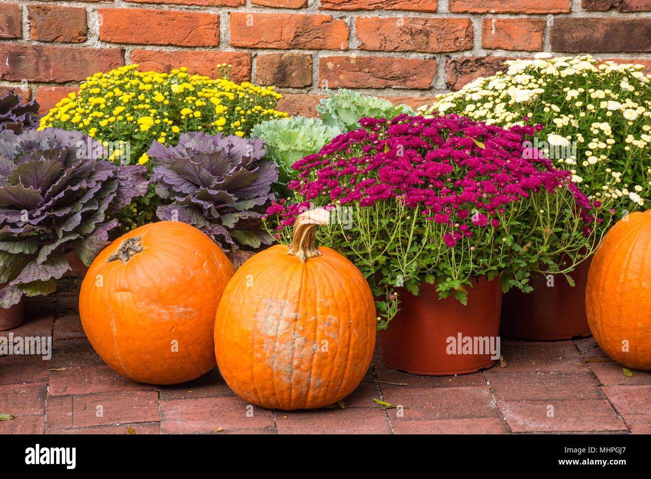 Herbst Dekorationen: natürliche Kürbisse und Mamas auf dem Backstein Stein Innenhof angeordnet sind. Farbe für die Jahreszeit und Schönheit für Dekoration. Stockfoto