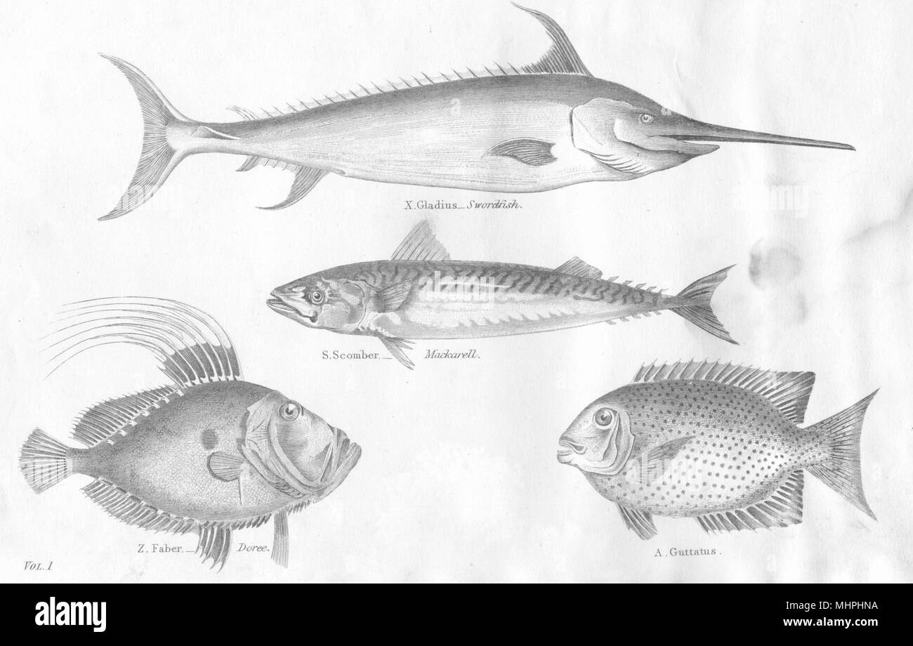 Fisch. Acanthopterygii Scomber, Xiphias, Amphacanthus; Schwertfisch und Makrelen; Doree 1880 Stockfoto