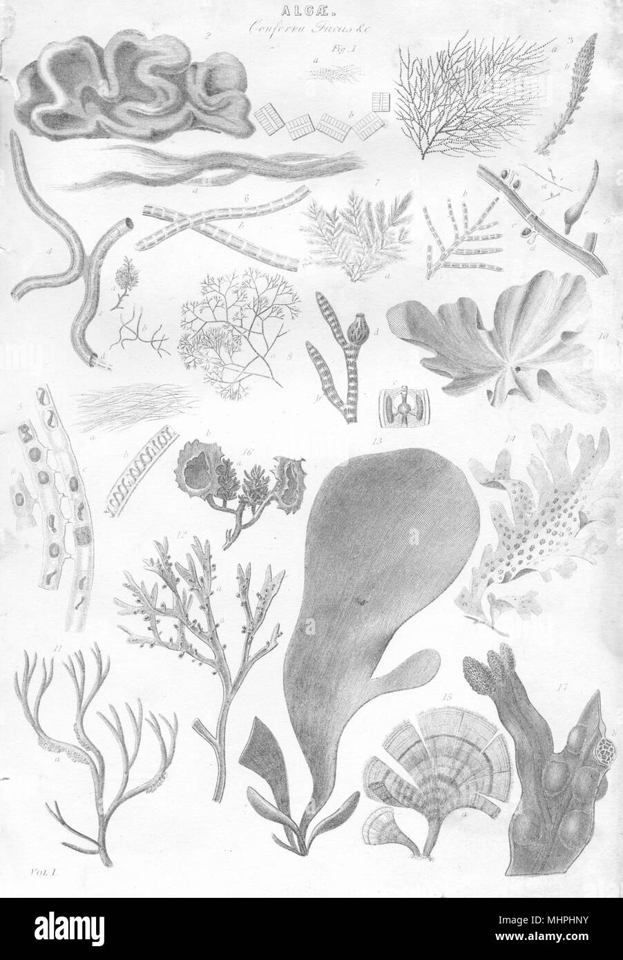 Algen. Algen 1880 alte antike vintage Bild drucken Stockfoto