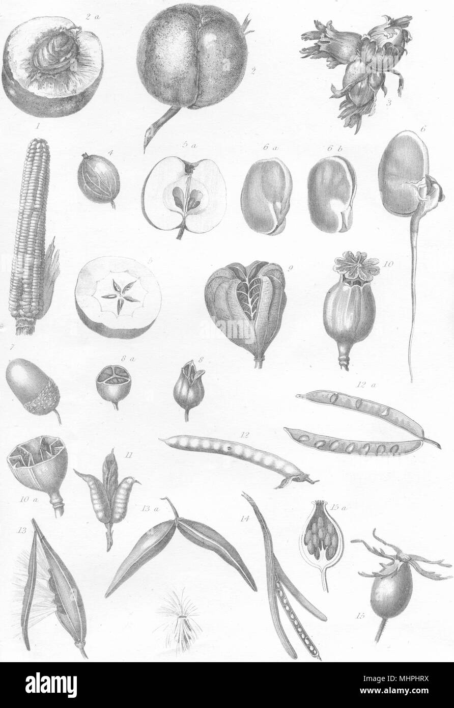 Essen. Samen Obst & Samenkapseln 1880 alte antike vintage Bild drucken Stockfoto