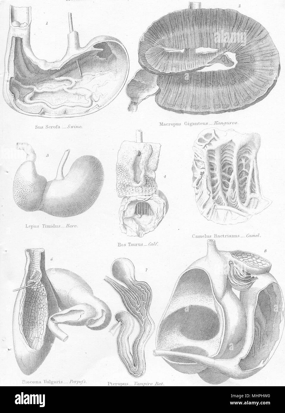 Alimentär KANÄLE TIERE. Schweinen; Känguruh; Hase; Kalb; Camel; Porpoise; Bat; Schafe 1880 Stockfoto