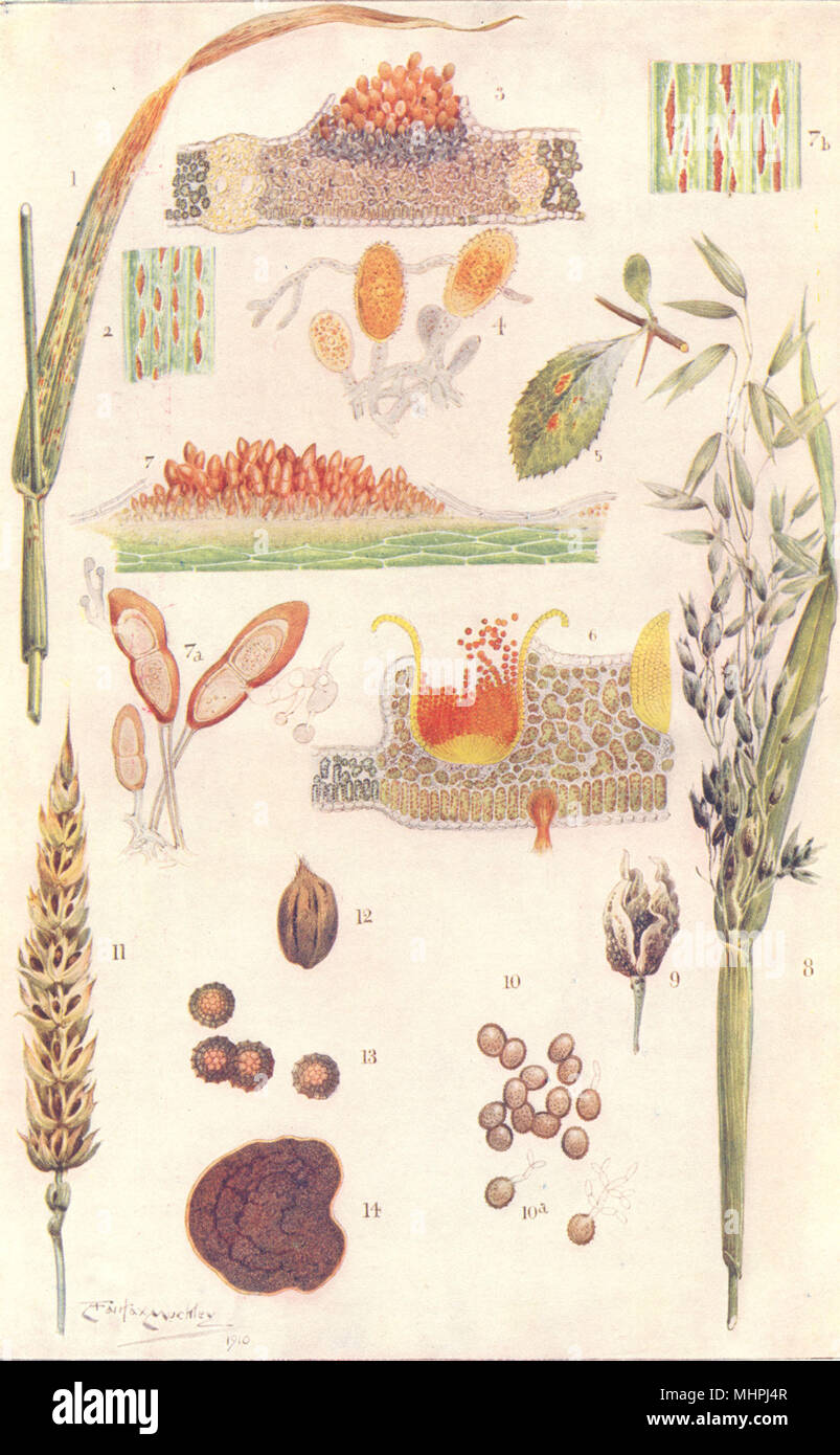 Pflanzen. Parasitische Pilze auf Getreide, Weizen rost Uredongus 1912 alten Drucken Stockfoto