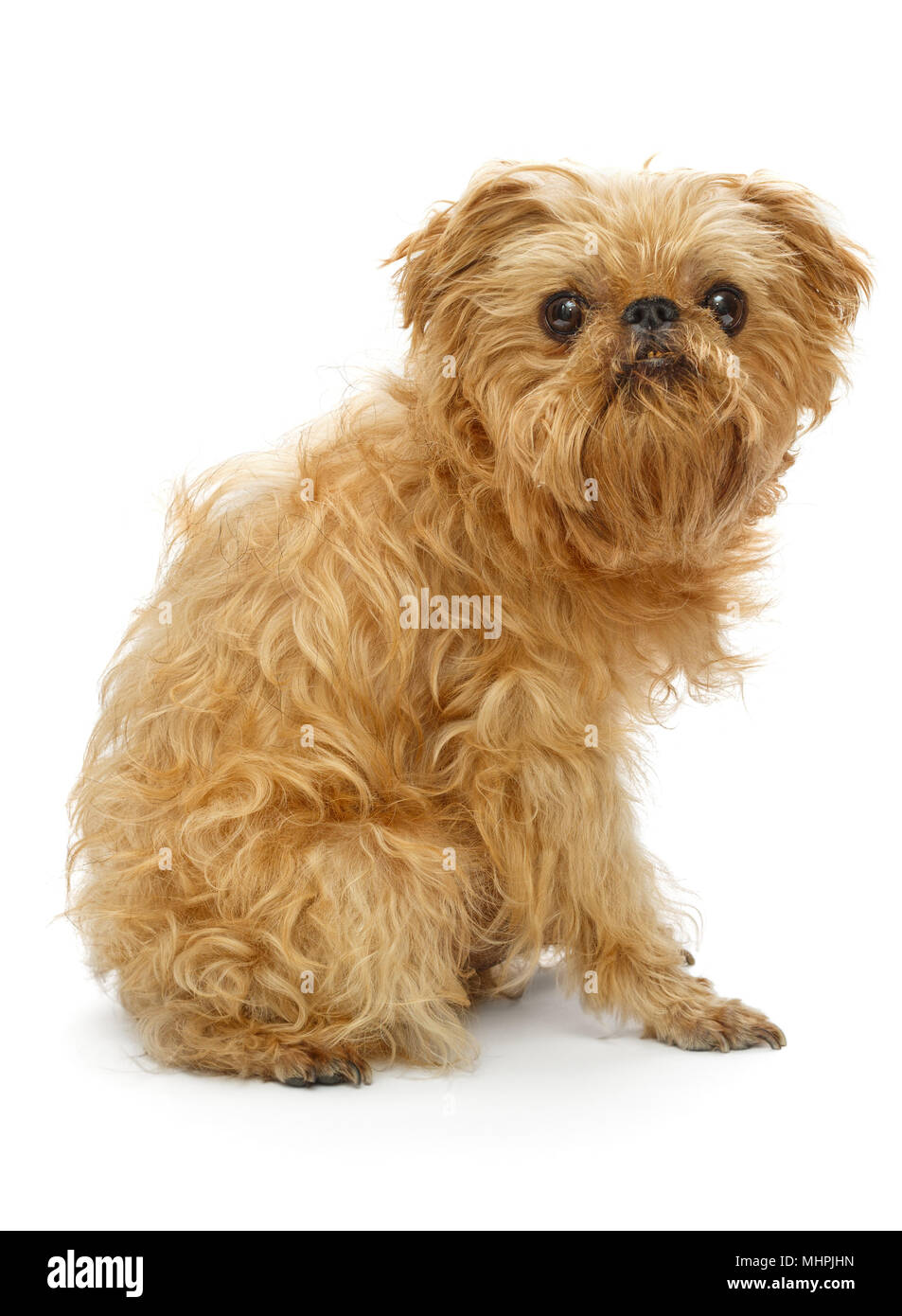 Shaggy Hunderasse Brüsseler Griffon vor Scheren, auf weissem isoliert Stockfoto