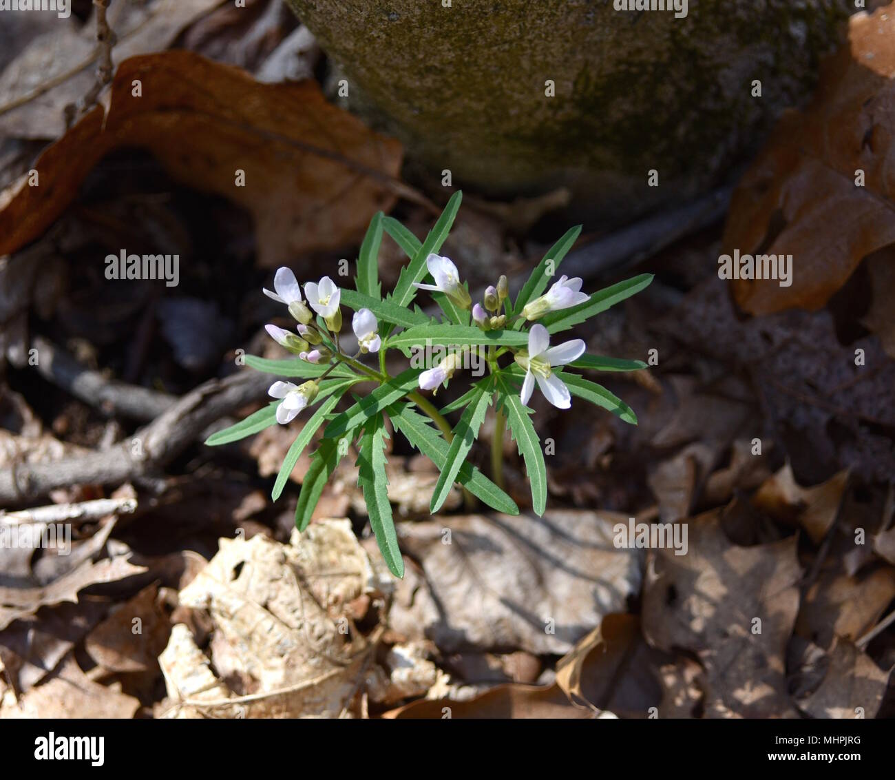 Rosa Blumen und grüne Blätter von cutleaf toothwort im Frühjahr Wald. Stockfoto