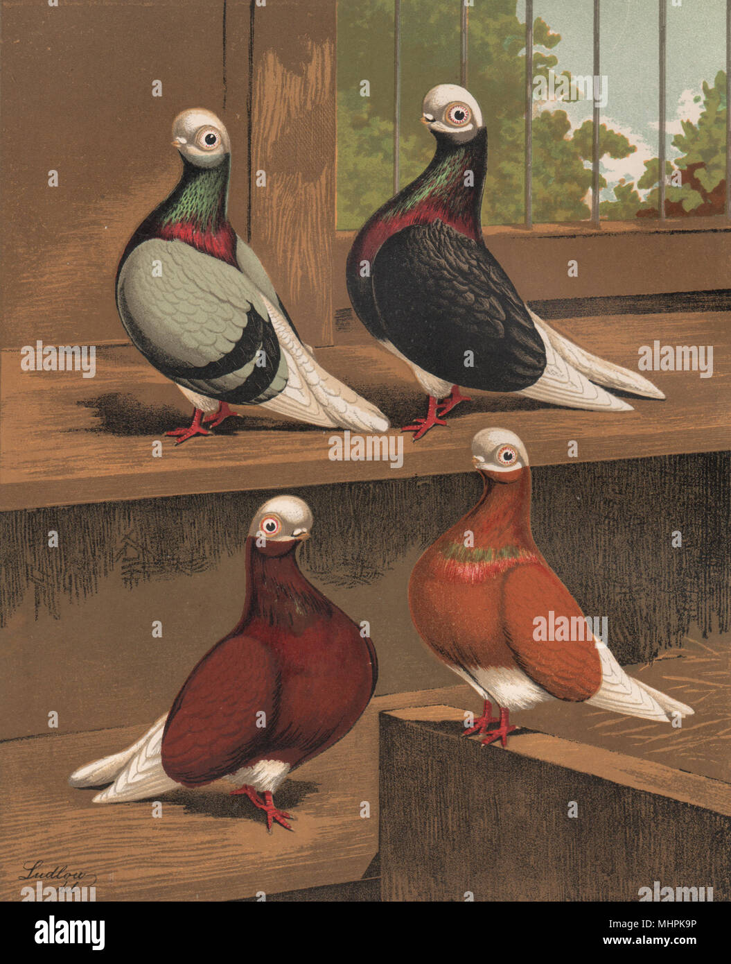 Tauben. Short-Faced Bald-Heads; Blau; Schwarz; Rot; Gelb. 1880 Chromolithograph Stockfoto