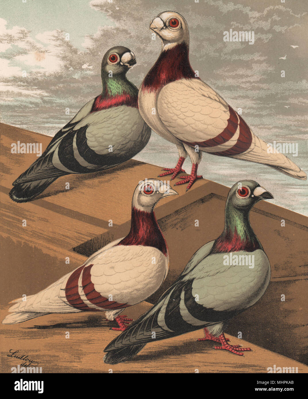 Tauben. Kurz und Lang-faced Antwerpen; Silver-Dun Blau. 1880 Chromolithograph Stockfoto