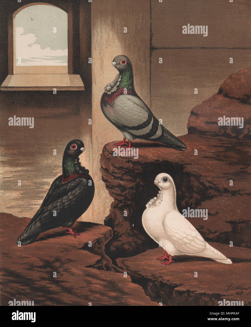 Tauben. Afrikanische Strauße. Blau, Schwarz, und Weiß. Antike chromolithograph 1880 Stockfoto Tauben. Afrikanische Strauße. Blau, Schwarz, und Weiß. Antike chromolithograph 1880 Stockfoto